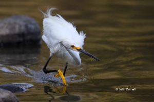Egret;Egretta-thula;Snowy-Egret,-avifauna,-bird,-birds,-color-image,-color-photo